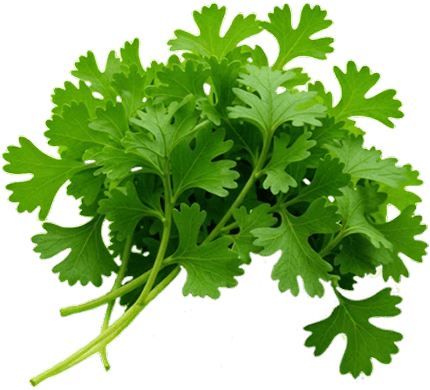 Coriander